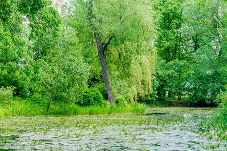 Overgrown old pondの写真素材