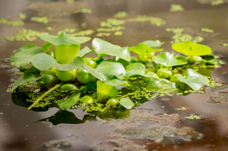 young waterlily leaves in pondの写真素材