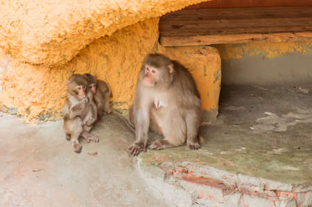 japanese macaque and two babies