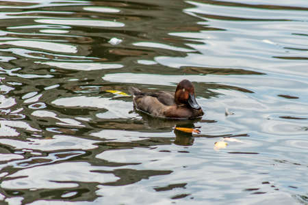 Aythya nyroca (Ferruginous Duck) in the waterの写真素材