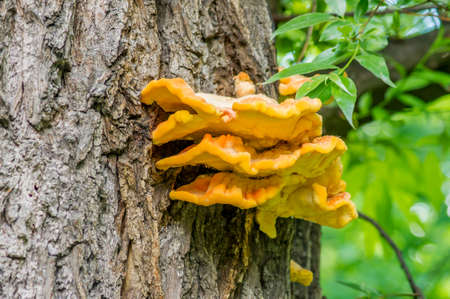 Laetiporus sulphureus chicken of the woods fungi. Mushrooms growing on treee