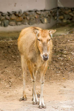 female Red deer in zooの写真素材