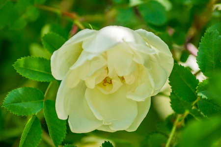 wild rose blooming bush in the city park の写真素材