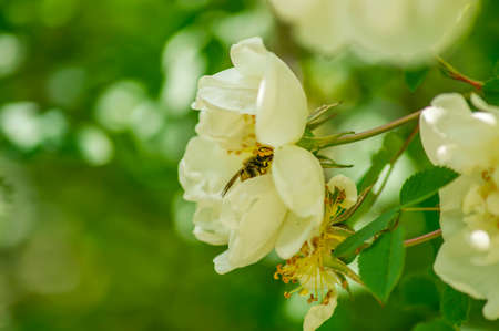 wild rose blooming bush in the city park 