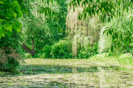 Overgrown old pondの写真素材