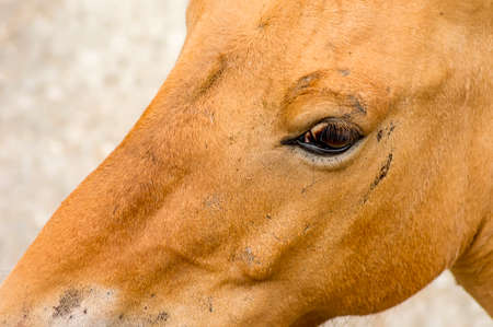 Przewalski horse eye. Wild asian horse Equus ferus przewalskii