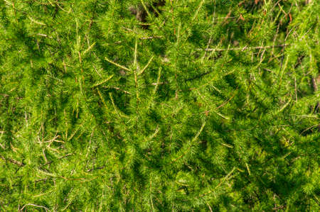 spruce tree branch background