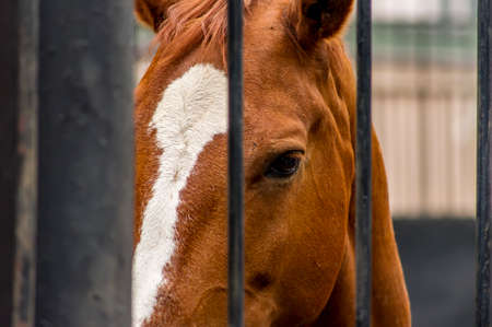 Sad eyes of a horse behind black metal barsの写真素材
