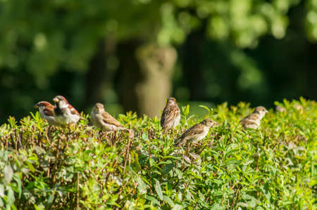 sparrows on geen bush on green backgroundの写真素材