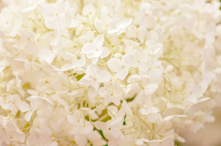 Blooming white hydrangea background