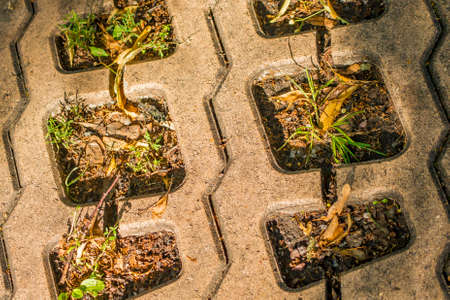 close up of pavement with fallen autumn leaves. Pavement stone background