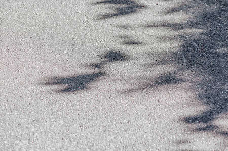 asphalt texture background. Shadow of tree on asphalt.の写真素材