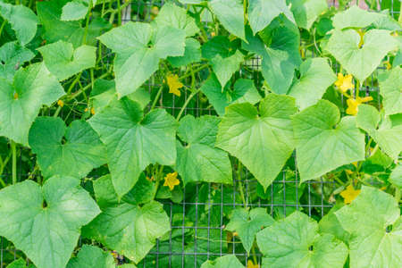 growing cucumbers in hothouseの写真素材
