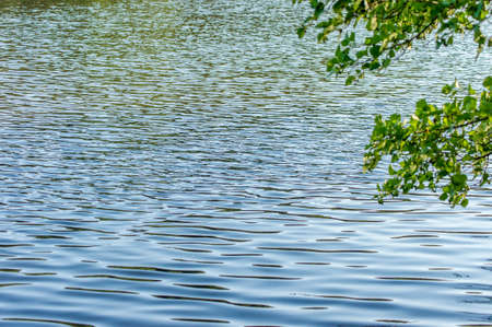 tree branch over the water in a summer day