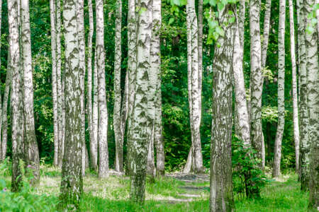 Birch forest in summerの写真素材