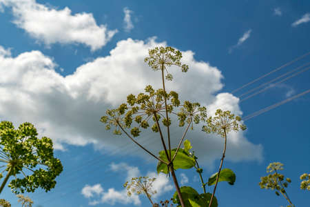 Cicuta virosa againstblue skyの写真素材