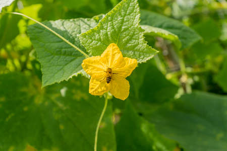 Bee collects honey from cucumber flowers.の写真素材