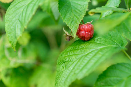 wild raspberry bush