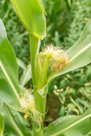 closeup of growing corn