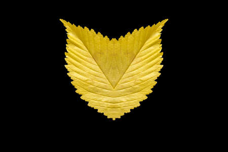 shape of owl head from yellow leavesの写真素材