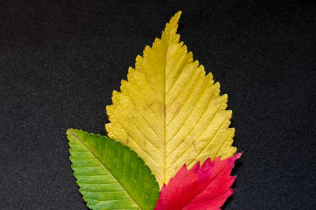 colorful autumn elm tree leaves on black background