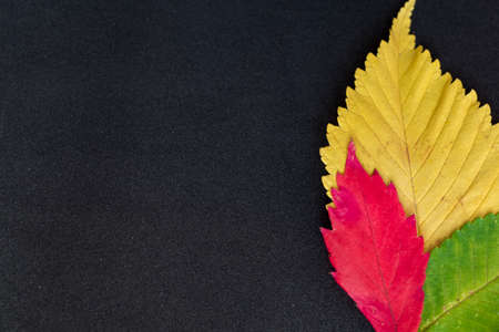three colorfull elm tree leaves on grey backgroundの写真素材