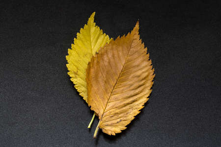 colorful autumn elm tree leaves on black backgroundの写真素材