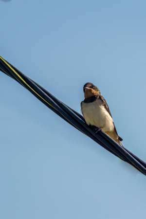 swallow on electric wire against blue skyの写真素材