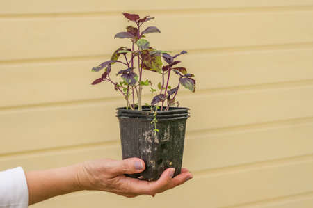 Closeup of woman hands holding a pot with basil seedlingsの写真素材