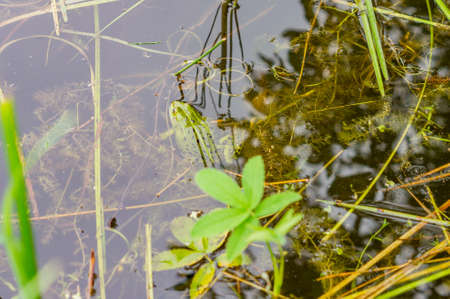 frog in pondの写真素材