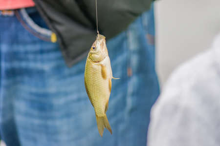 crucian on hook