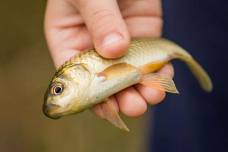 crucian in child handの写真素材