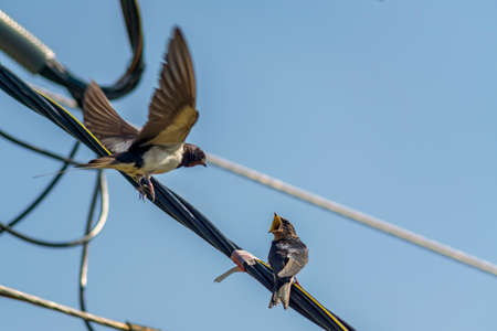 swallows on wire against blue sky