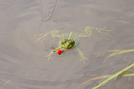 frog in pondの写真素材