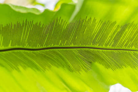 green leaf background