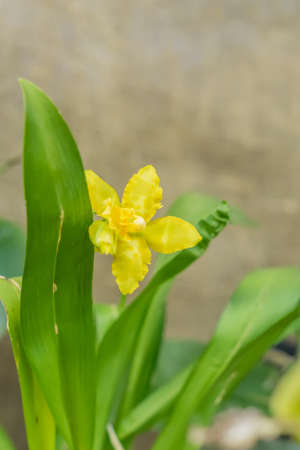 yellow orchid in bloom closeupの写真素材
