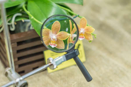 beautiful orchd flower through magnifierの写真素材