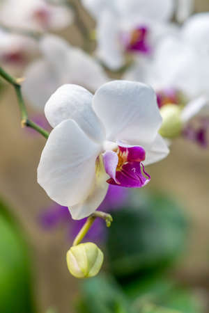 white and purple Phalaenopsis Orchid flower on branchの写真素材