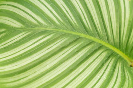 green leaf background