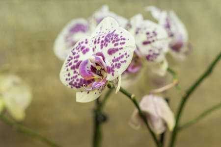 purple and white orchid flower in bloomの写真素材