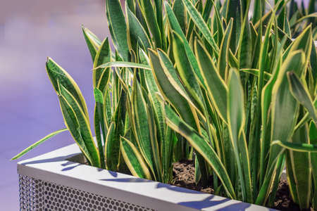 Sansevieria plant in big metal potの写真素材