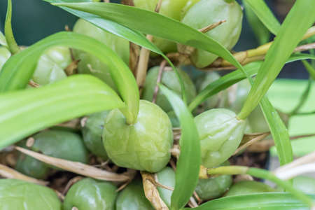 closeup of growing orchidの写真素材