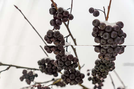 bunch of black ash covered with snowの写真素材