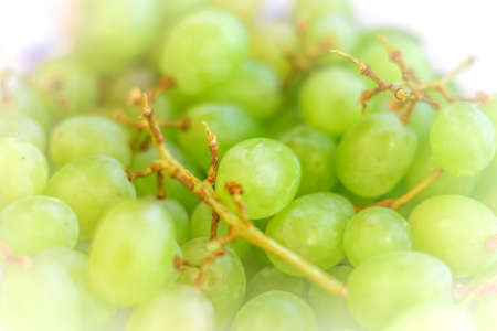 green grape backgroundの写真素材