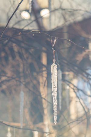 transparent icicle hanging on tree branch. Christmas decoration, tonedの写真素材