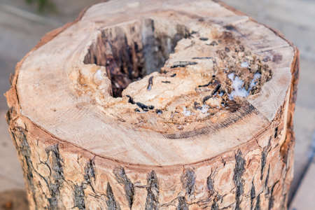 tree stump with holeの写真素材