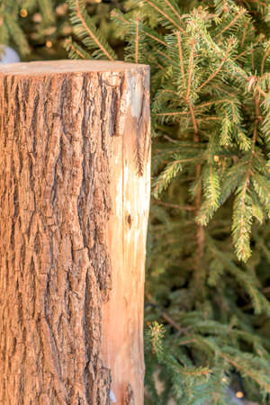 closeup of stump and spruce fur の写真素材