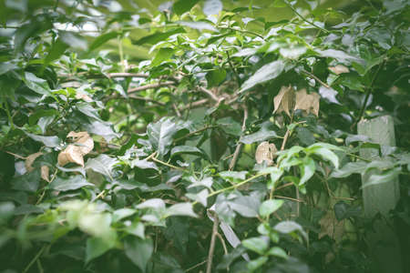 bush green leaves background, toned