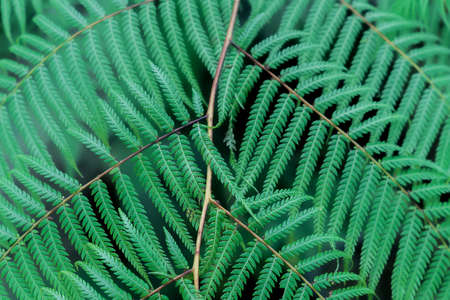 fern background