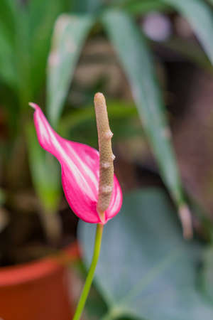 Anthurium pink flowerの写真素材